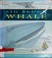 Go to record Big blue whale