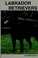 Go to record Labrador retrievers