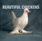 Go to record Beautiful chickens : portraits of champion breeds