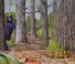Go to record About habitats : forests