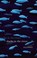 Go to record Sharks in the rivers