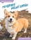 Go to record Pembroke Welsh corgis