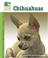Go to record Chihuahuas