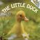 Go to record The little duck