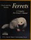 Go to record Ferrets : everything about purchase, care, nutrition, dise...