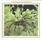 Go to record Fishing spiders