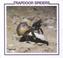 Go to record Trapdoor spiders