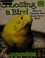 Go to record Choosing a bird : how to choose and care for a bird