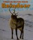 Go to record Reindeer