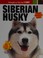 Go to record Siberian husky