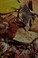 Go to record Life on Earth : a natural history