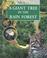 Go to record A giant tree in the rain forest