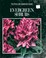 Go to record Evergreen shrubs.
