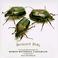 Go to record Backyard bugs