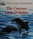 Go to record The curious little dolphin