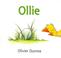 Go to record Ollie