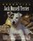 Go to record The essential Jack Russell terrier